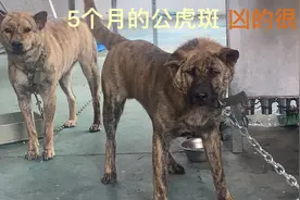 5个月的虎斑凶的很，品相是越来越好看了，偷狗的太多只能困着它