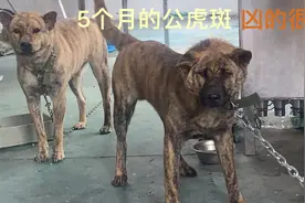5个月的虎斑凶的很，品相是越来越好看了，偷狗的太多只能困着它