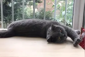 猫主子最爱的地方，它也懂得欣赏窗外的风景呢视频封面