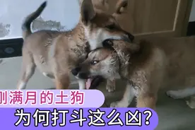 两只小土狗激烈打斗十余分钟，最后一刻两只母狗合力打败公狗视频封面