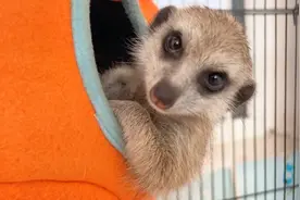 狐獴不适合家养，竟然不认识主人了，对着主人就是一顿咬