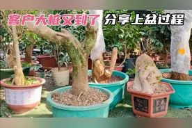 客户又寄来两个三角梅老桩，粗的有20几公分，看捡漏哥如何上盆视频封面