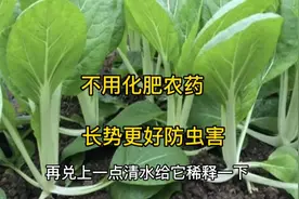 不用化肥农药，种植小白菜只需两个“小妙招”，长势更好防虫害视频封面