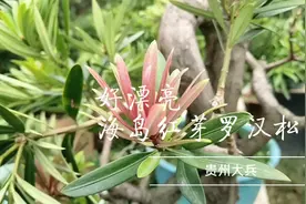 请欣赏红芽海岛罗汉松盘景！视频封面