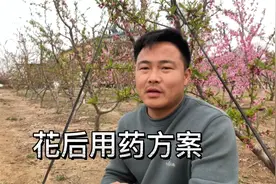 桃树花后的首次用药方案很关键，具体用什么药效果好给大家说一下视频封面