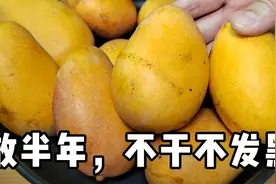 保存芒果最忌放冰箱保鲜，水果店老板教你一招，半年不干不发黑