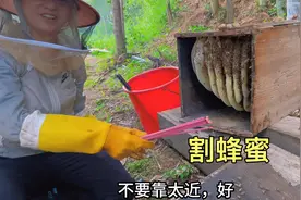 割蜂蜜季节，阿东夫妻俩4点起床5点到山上，分享了割蜂蜜全过程视频封面