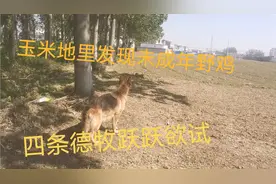 农村老家收玉米发现一群未成年的小野鸡，四条德牧跃跃欲试视频封面