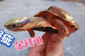 金钱龟尾巴弯曲、猪尾能否作为种龟繁殖？瑕疵金钱龟的行情如何？