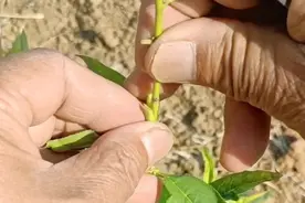 在桃树嫁接杏树，嫁接方法，简单易学，成活率高视频封面