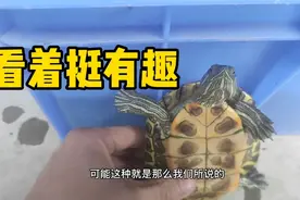 【乌龟】把巴西龟立起来看着挺逗的
