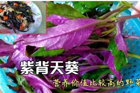 紫背天葵又叫血皮菜是营养价值比较高的野菜，只要这样做就很好吃视频封面