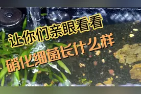 鱼缸里的硝化细菌长什么样，今天换水顺便拍下来让你们看看吧视频封面