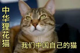 中华狸花猫是我们中国自己的猫，在国外是价格不菲，号称中华神猫视频封面