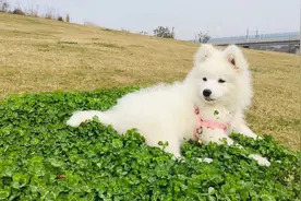 江苏与安徽交界（滁河渡口）坐轮渡一起穿越两省👍👍❤️❤️🚗🚗视频封面