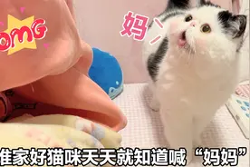 成精了！猫咪只要有需求，就开口大声喊“妈妈”，超级乖视频封面