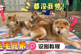 田园犬毛毛兄弟傻傻分不清楚？识别教程来了