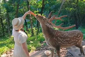 逃离动物园的梅花鹿数十年间在大连市区山林里繁衍形成野生鹿群