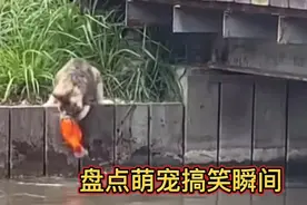 搞笑盘点：盘点10个猫咪抓鱼精彩瞬间，只要您点击我就开始表演视频封面