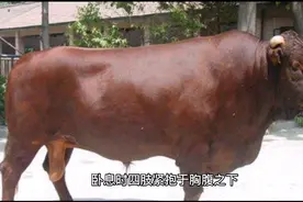 顶级牛肉：早胜牛