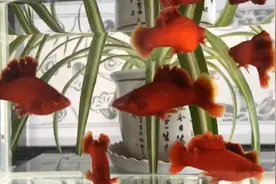 3种皮实好养，繁殖力强，容易爆缸的热带观赏鱼，强烈推荐新手视频封面