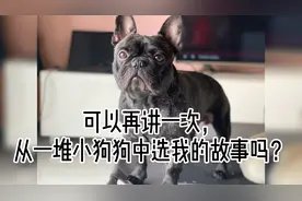 你可以再讲一次你从一堆小狗狗中选我的故事吗？ 哦，可以…
