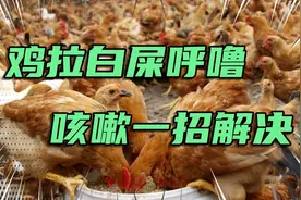 鸡拉白屎呼噜咳嗽，用什么药好的快，养鸡妙招分享！视频封面