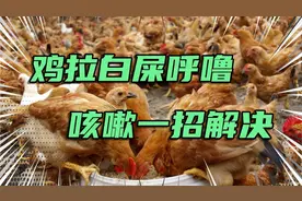 鸡拉白屎呼噜咳嗽，用什么药好的快，养鸡妙招分享！视频封面