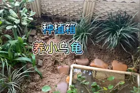 黄缘闭壳龟幼苗，今年的小龟全都出壳了，这是最后一批小苗了