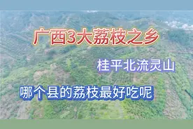 广西3大荔枝之乡，为何都难逃10元8斤命运！果农气的直接拿去喂猪视频封面