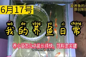 6月17号我的养鱼日常，孔雀小苗怎么饲养才能长得快？饵料是关键视频封面