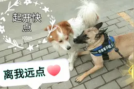 马犬精力充沛楼房家里养怎么溜，骑单车溜妞妞我骑车它跑步还不错