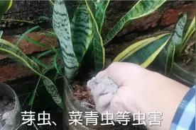 草木灰是“天然的钾肥”，种菜养花用它好处多，懂它就是宝视频封面