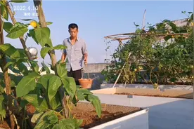 楼顶种蔬菜不用化肥，用有机肥这样给它们追肥，一样长得杠杠的