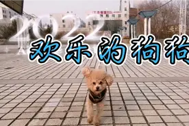 我有一只快乐的小狗，蹦蹦跳跳跟在我身后！视频封面