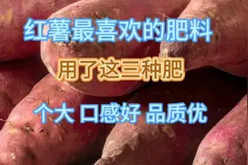 红薯最喜欢三种肥，用了个头大、口感好、品质优，农民朋友都在用