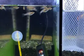 万能的土霉素，水解土霉素，起效更快，效果更好，让养鱼不再犯愁视频封面