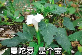 古人称为“蒙汗药”的曼陀罗，成熟以后更可怕。你敢招惹它吗？视频封面