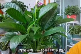 家养“一帆风顺”，学会2招叶片绿油开花爆盆根系壮视频封面