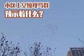 异象？小区上空惊现成群飞鸟，盘旋十几分钟，它们从何而来？