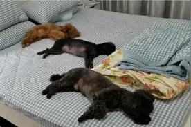 50岁退休主妇日常，一杯咖啡静下心来养好情绪，家有可爱狗狗相伴视频封面