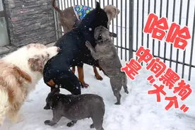 杜宾犬“大个”太坏了，给狗狗们惹生气了，所有狗狗都去咬它