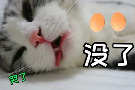 太惨啦！猫被自己粉丝割蛋，痛彻心扉时，铲屎官哭着哭着笑疯了