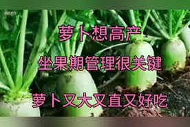 萝卜快速膨大的两个配方，使用2-3次可增产近一倍，值得收藏