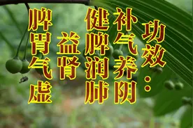 中草药“黄精”了解一下，功效：补气养阴，健脾润肺 益气等，视频封面