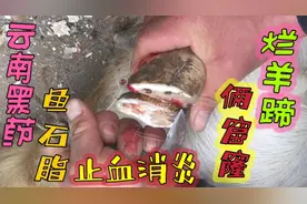 山羊走不了路太受罪！半瓣蹄漏出俩窟窿，云南黑药鱼石脂止血消炎视频封面