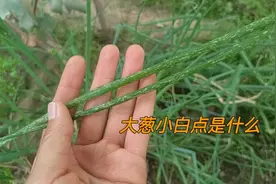 大葱叶面的小白点是虫害还是病害？防治方法分享给大家视频封面
