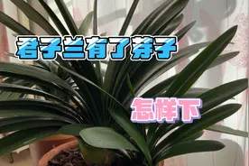 老母亲的君子兰出了三个芽子，今天教新手兰友如何下芽子视频封面