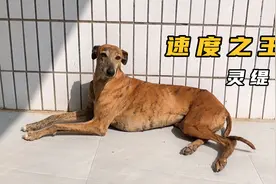 世界上速度最快的犬种，人称犬中法拉利，书写着细狗撵兔的传奇视频封面
