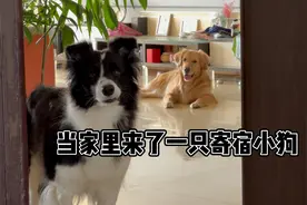 当家里来了一只寄宿小狗视频封面